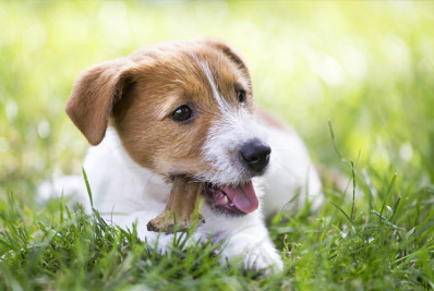 Cachoeiras de Macacu terá centro municipal de castração de animais