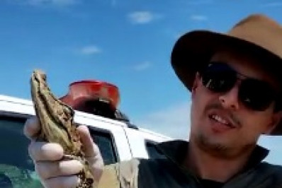 Guarda Ambiental de Saquarema resgata filhote de jacaré no bairro Jardim