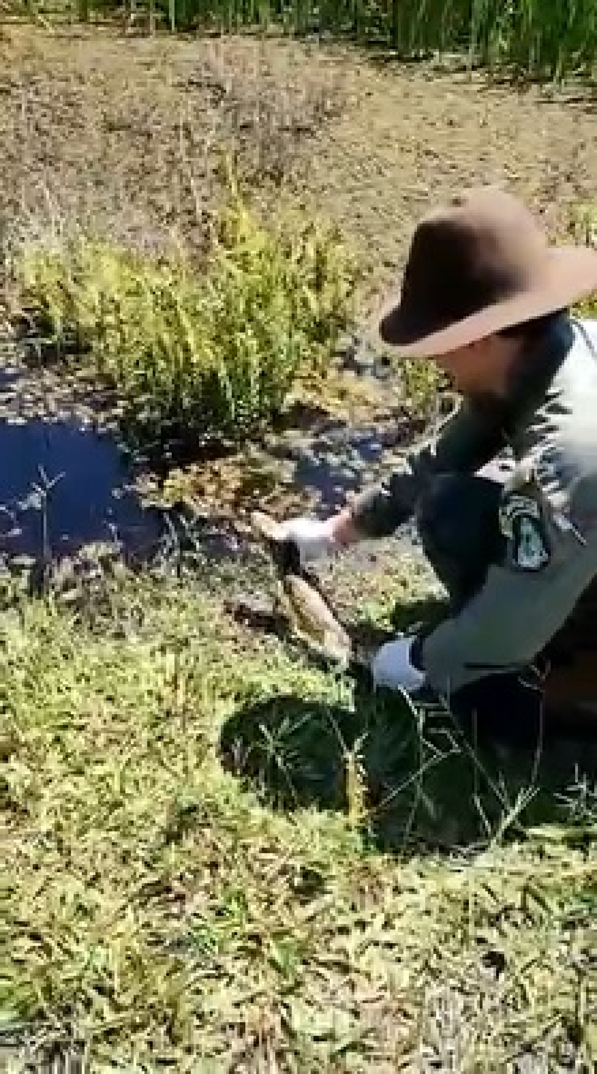 Filhote de Jacaré é resgatado por Guarda Ambiental de Saquarema no bairro Jardim - Divulgação/Prefeitura de Saquarema