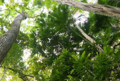 Mata Atlântica tem água de boa qualidade em 6,9% dos rios