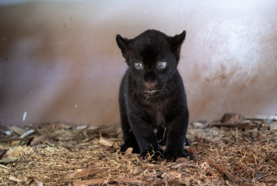 Oncinhas pintadas liberadas em refúgio biológico