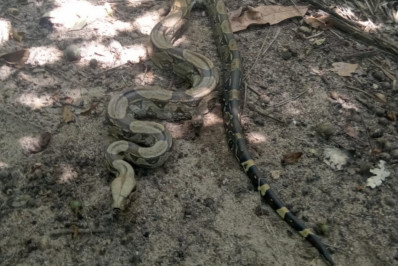 Jibóia de 1,5 metro é resgata pela Guarda Ambiental próxima da praia de Santa Clara