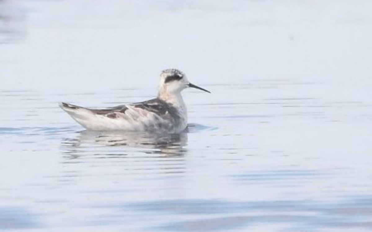 Pisa-n’água-de-pescoço-vermelho