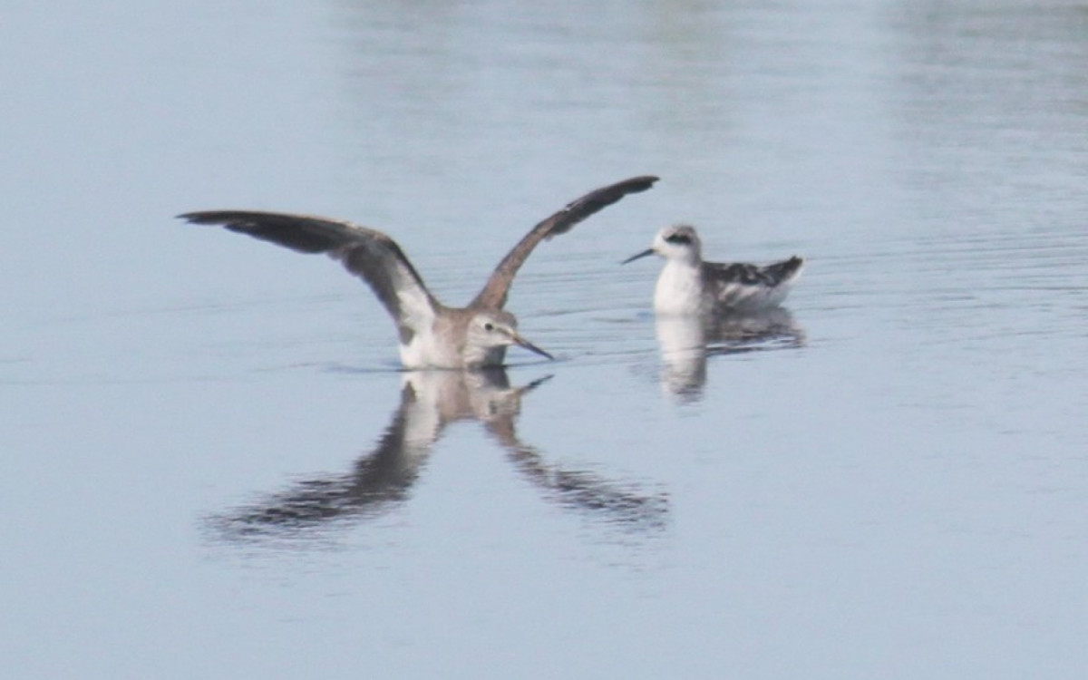 Pisa-n’água-de-pescoço-vermelho do lado do Pernilongo-de-perna-amarela abrindo a asa
