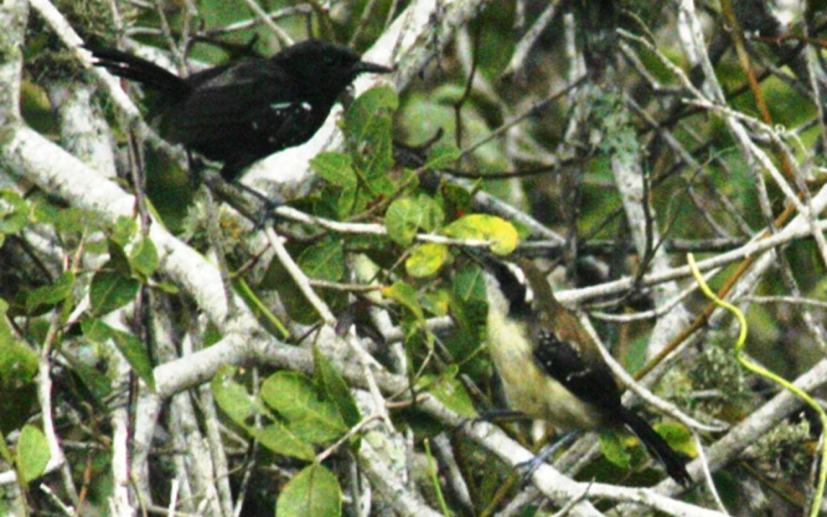 Macho e fêmea de formigueiro-do-litoral, espécie endêmica da Região dos Lagos e ameaçada de extinção