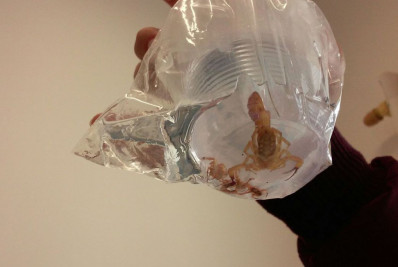 Estado do Rio registra 86 casos de picadas de escorpião em 2024