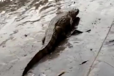 Jacarés surpreendem moradores das zonas Norte e Oeste durante enchente