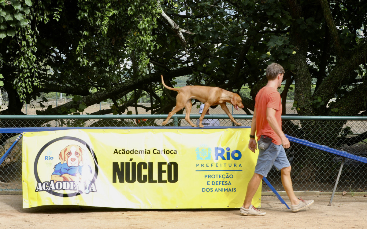 Definição de cães malhados atualizada: Rio ganha quatro 'acãodemias