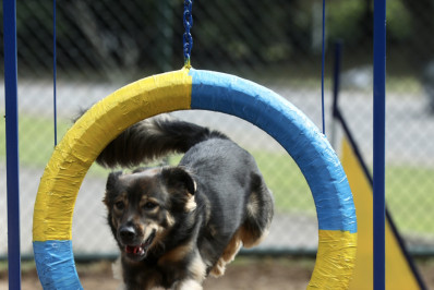 Prefeitura lança programa que oferece serviços de academia para cachorros