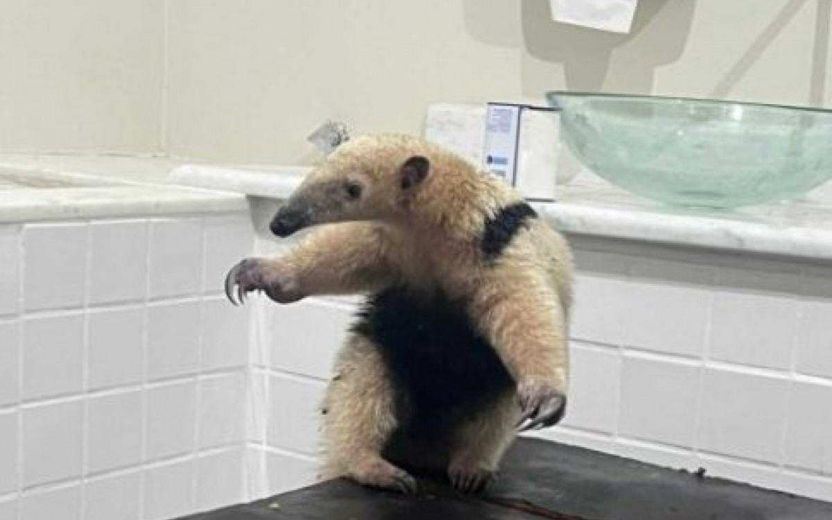 O animal foi atendido por uma profissional volunt&aacute;ria e, ap&oacute;s ficar em observa&ccedil;&atilde;o por dois dias e apresentar boas condi&ccedil;&otilde;es de sa&uacute;de, foi devolvido ao seu habitat natural, em uma &aacute;rea de preserva&ccedil;&atilde;o. 