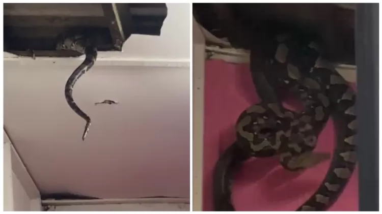 Vídeo: duas cobras gigantes caem do teto de residência na Malásia