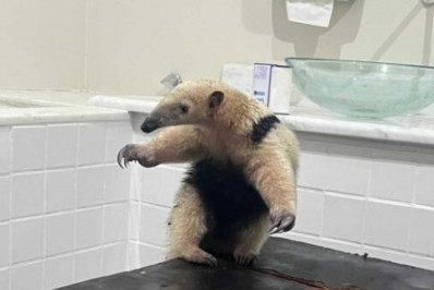 Guarda Ambiental resgata tamanduá-mirim em comércio de São Pedro da Aldeia