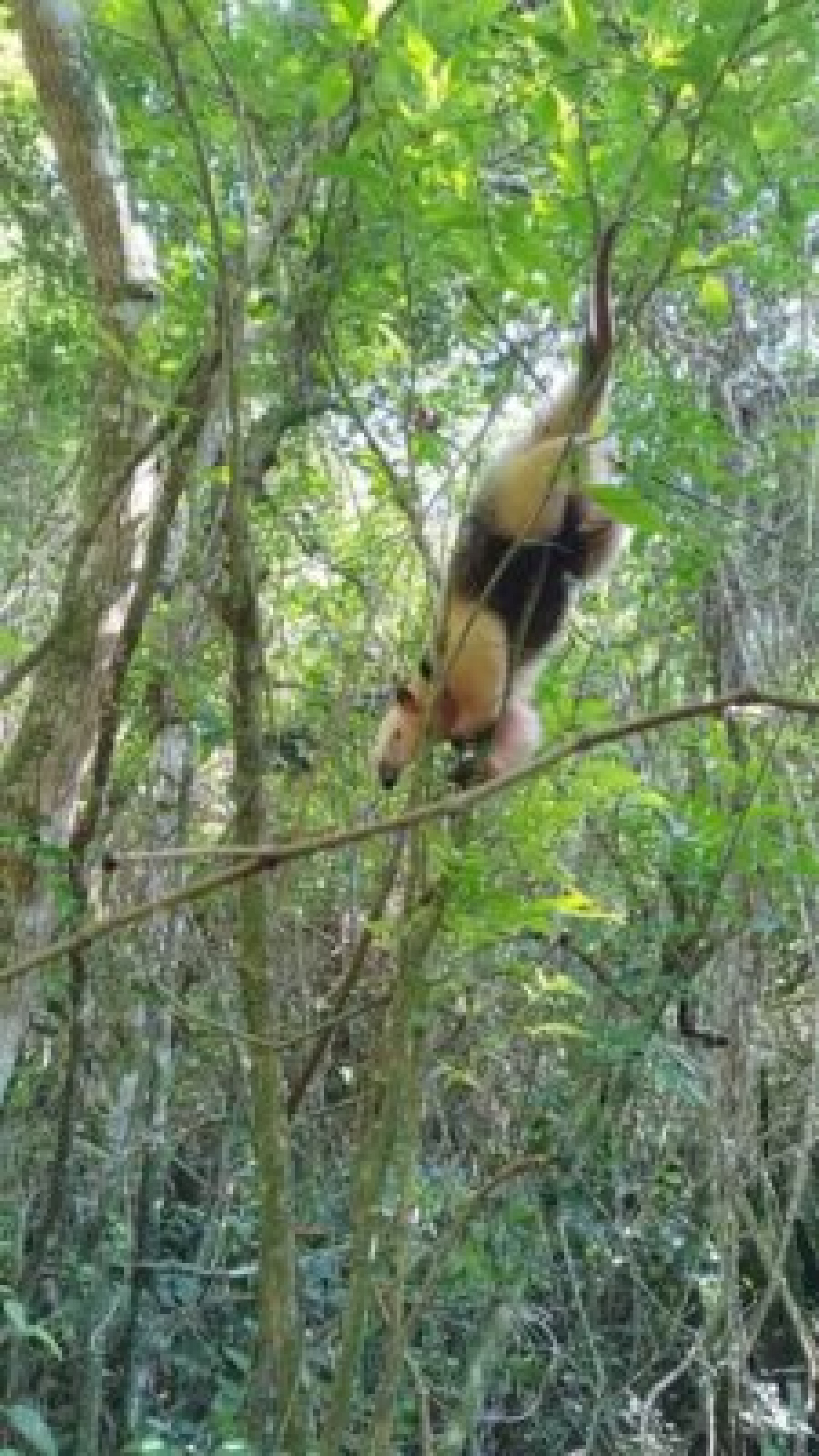O animal foi atendido por uma profissional volunt&aacute;ria e, ap&oacute;s ficar em observa&ccedil;&atilde;o por dois dias e apresentar boas condi&ccedil;&otilde;es de sa&uacute;de, foi devolvido ao seu habitat natural, em uma &aacute;rea de preserva&ccedil;&atilde;o.  - Sabrina S&aacute; (RC24h)