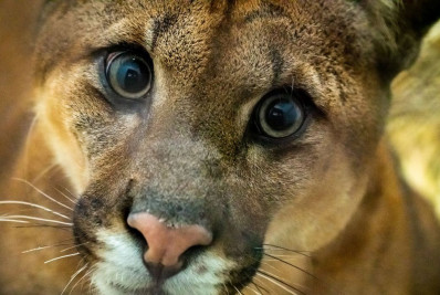Amazônia: estudo mostra que onças estão em áreas ameaçadas pelo homem