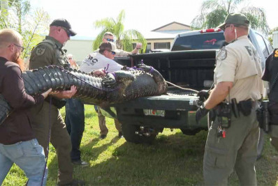 Idosa é morta em ataque de crocodilo ao tentar salvar cachorro