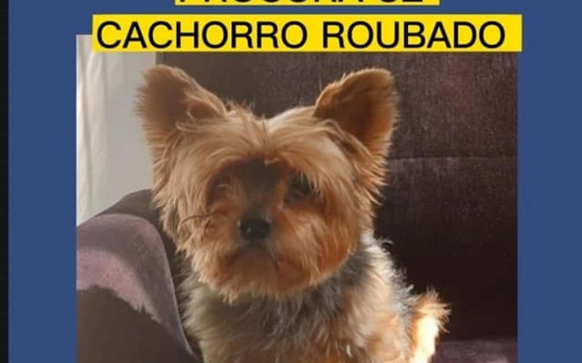 Pol&iacute;cia busca informa&ccedil;&otilde;es sobre cachorro furtado em pr&eacute;dio na Zona Sul do Rio