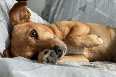 Primeira Feira de Adoção de Animais do ano já tem data marcada