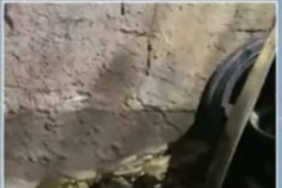 Jiboia de 3 metros é encontrada em Maricá