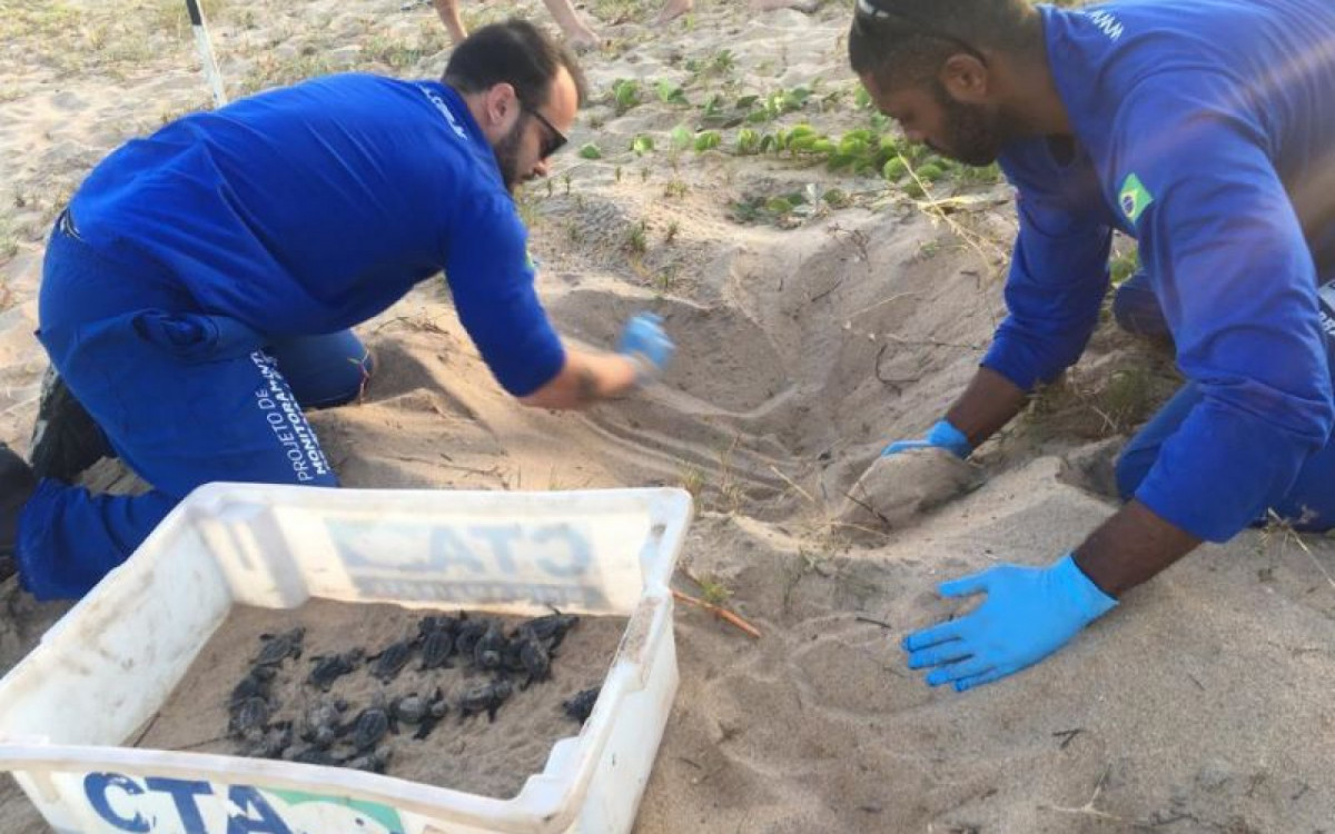 Tartarugas nascem na Praia da Enseada, em Rio das Ostras