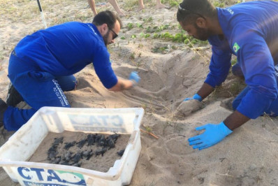Tartarugas nascem na Praia da Enseada, em Rio das Ostras