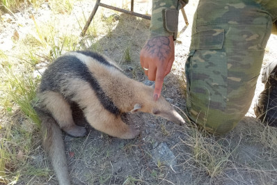 Guarda Municipal de Maricá resgata 23 animais silvestres em fevereiro