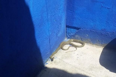 Cobra é encontrada em casa de moradora em Maricá