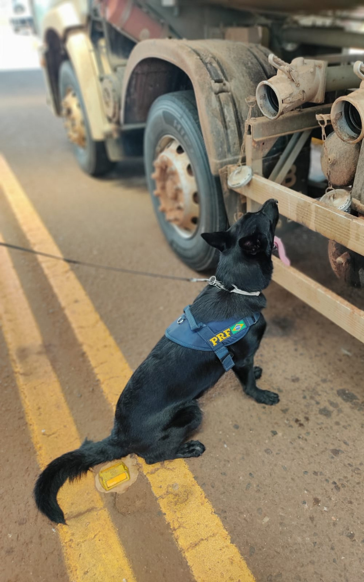 Droga foi encontrada por cães de faro da PRF em um caminhão-tanque que se dirigia a Campo Grande - Divulgação / PRF