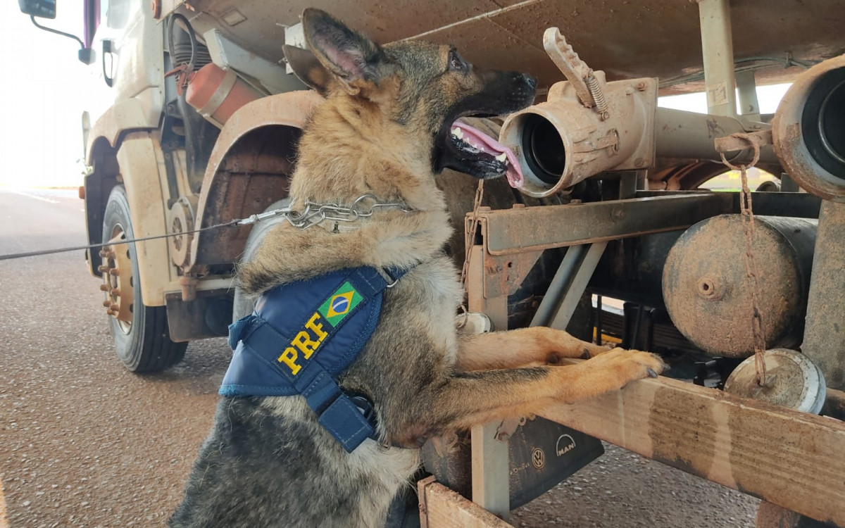 Droga foi encontrada por cães de faro da PRF em um caminhão-tanque que se dirigia a Campo Grande - Divulgação / PRF