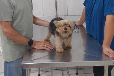 Polícia Civil encontra cachorro furtado dentro de prédio em Copacabana
