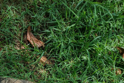 PM prende suspeito de roubar celulares na Pedra do Arpoador