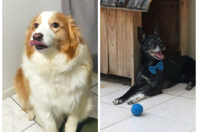 Bandidos roubam carro de transportadora de animais em Nova Iguaçu e levam dois cachorros