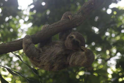 Bicho-preguiça furtado do Parque Lage é tratado e devolvido à natureza