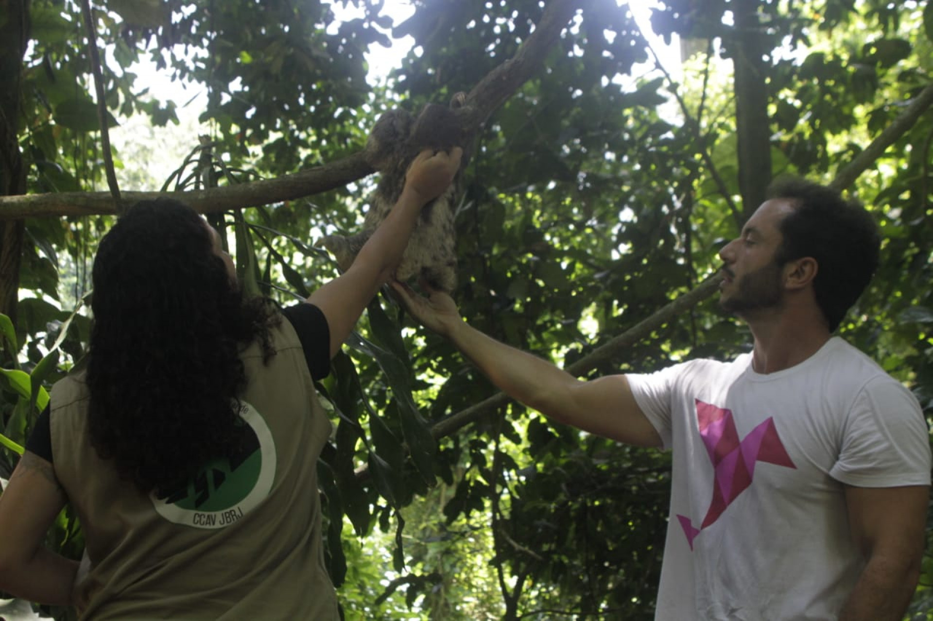 O bicho-preguiça, roubado do Parque Lage para ser vendido em uma feira em Caxias, foi devolvido a natureza no Jardim Botânico - Marcos Porto/Agência O Dia