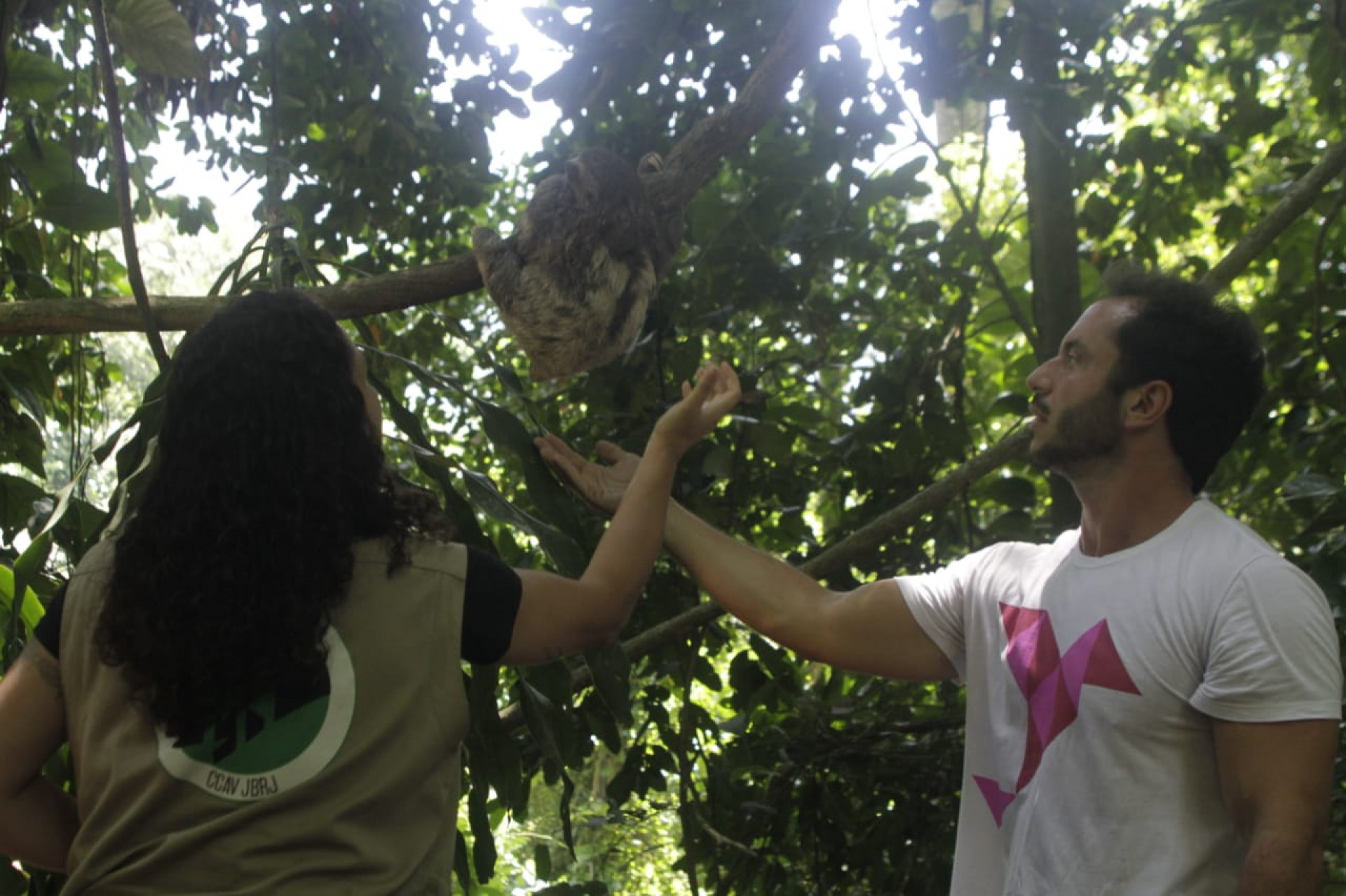 O bicho-preguiça, roubado do Parque Lage para ser vendido em uma feira em Caxias, foi devolvido a natureza no Jardim Botânico - Marcos Porto/Agência O Dia