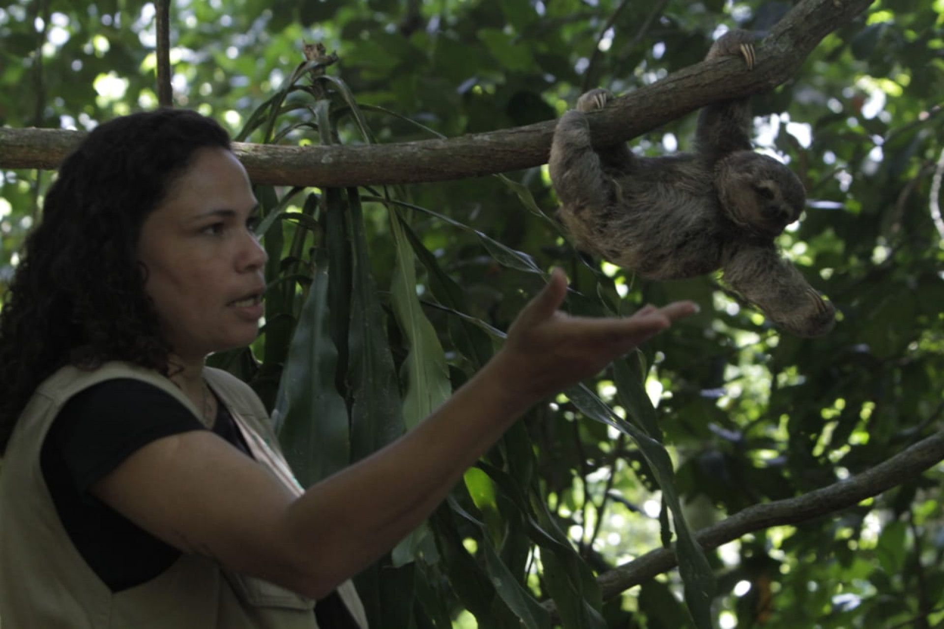 O bicho-preguiça, roubado do Parque Lage para ser vendido em uma feira em Caxias, foi devolvido a natureza no Jardim Botânico - Marcos Porto/Agência O Dia