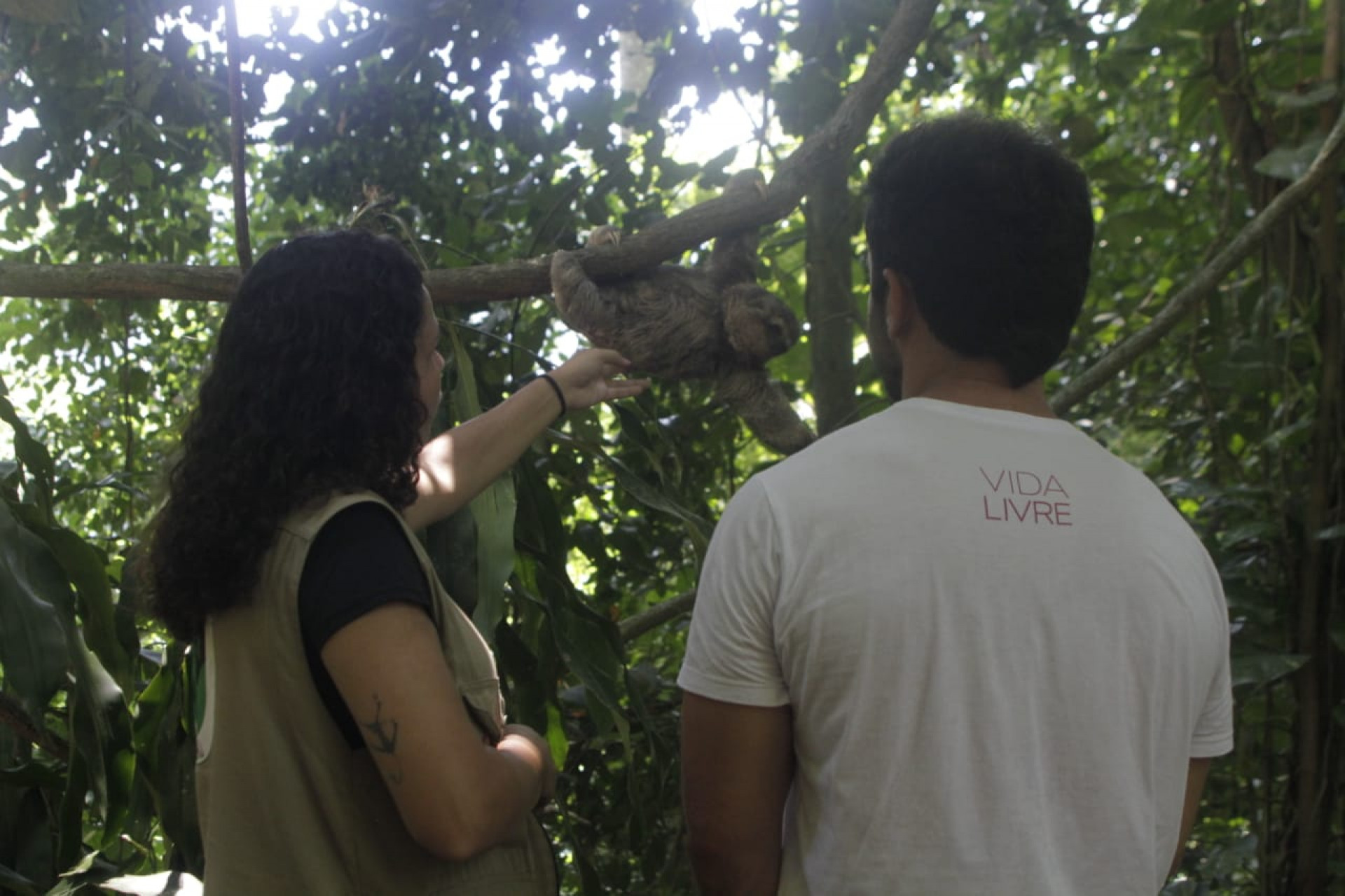 O bicho-preguiça, roubado do Parque Lage para ser vendido em uma feira em Caxias, foi devolvido a natureza no Jardim Botânico - Marcos Porto/Agência O Dia