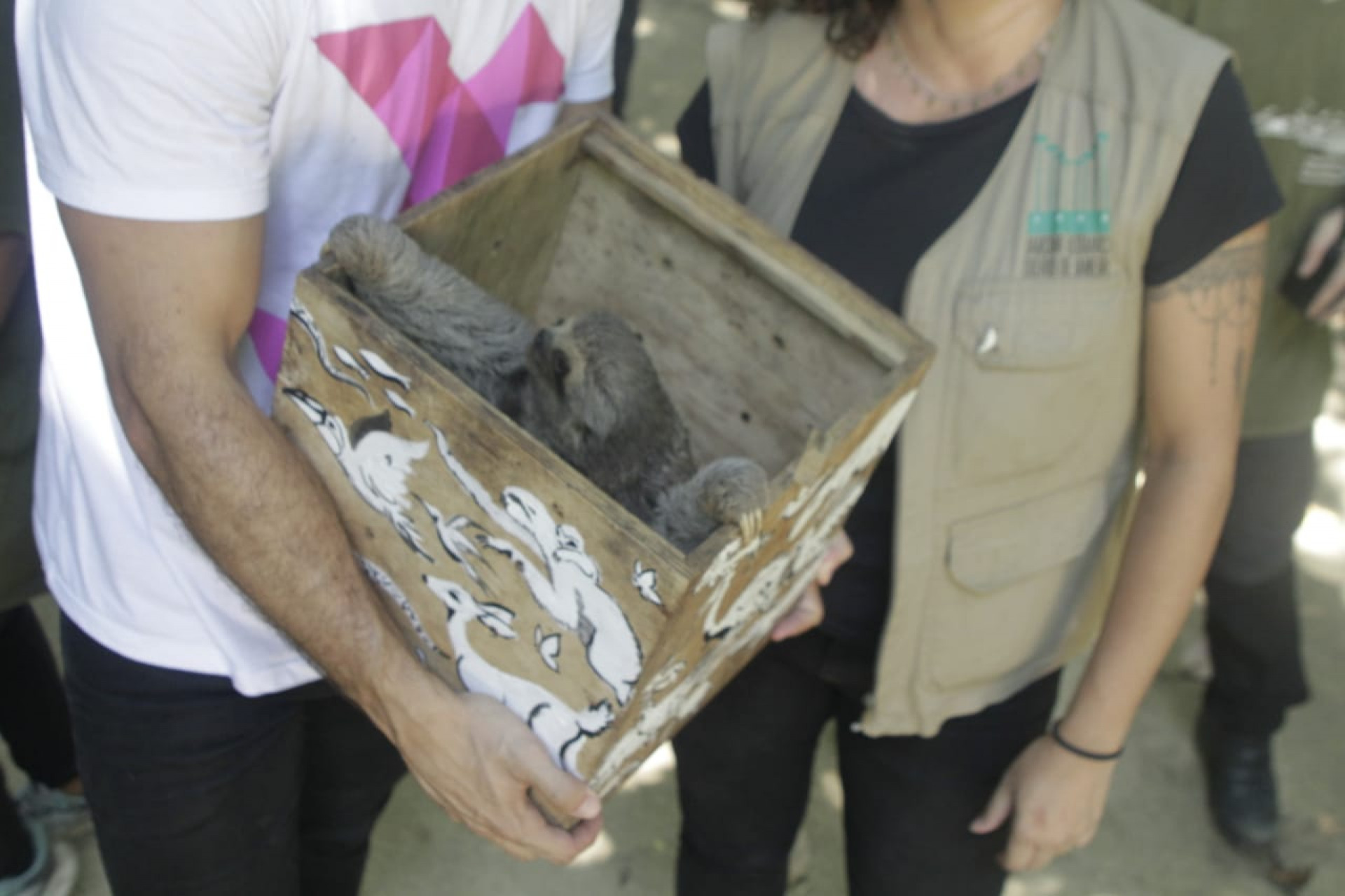 O bicho-preguiça, roubado do Parque Lage para ser vendido em uma feira em Caxias, foi devolvido a natureza no Jardim Botânico - Marcos Porto/Agência O Dia