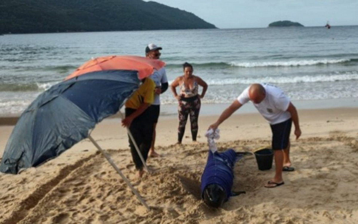 PMs salvam golfinho encalhado no Provet&aacute; Ilha Grande