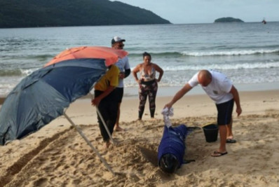PM resgata golfinho encalhado na praia de Provetá Ilha Grande
