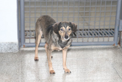 Projeto de lei propõe criação de delegacias especializadas em proteção animal