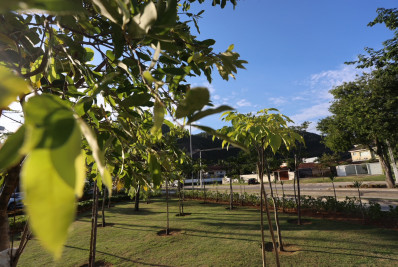 Niterói recebe selo por ações de preservação das árvores na cidade