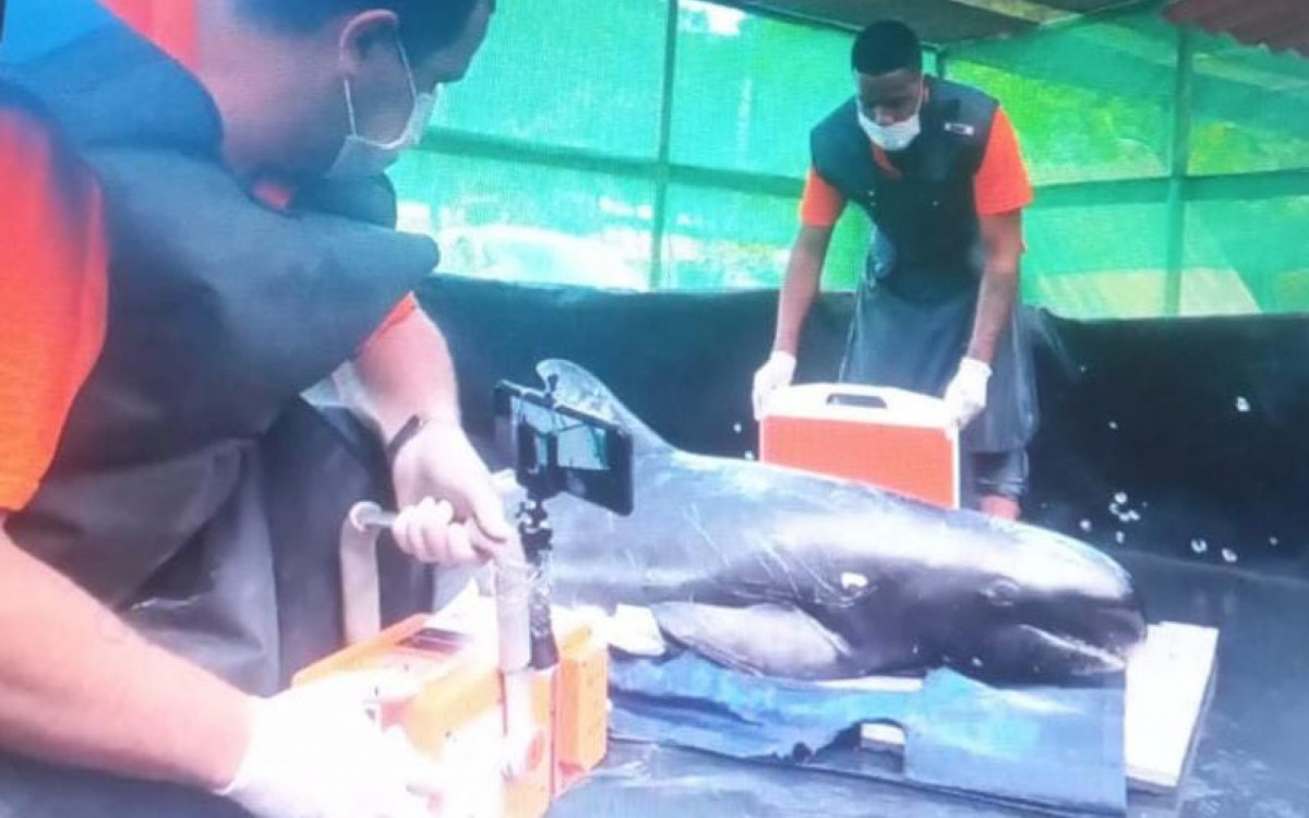 Golfinho resgatado no Provet&aacute;( Ilha Grande) recebendo cuidados no Centro de Reabilita&ccedil;&atilde;o.