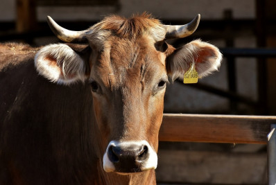 Brasil tenta retomar exportações para a China após caso de 'vaca louca' no Pará