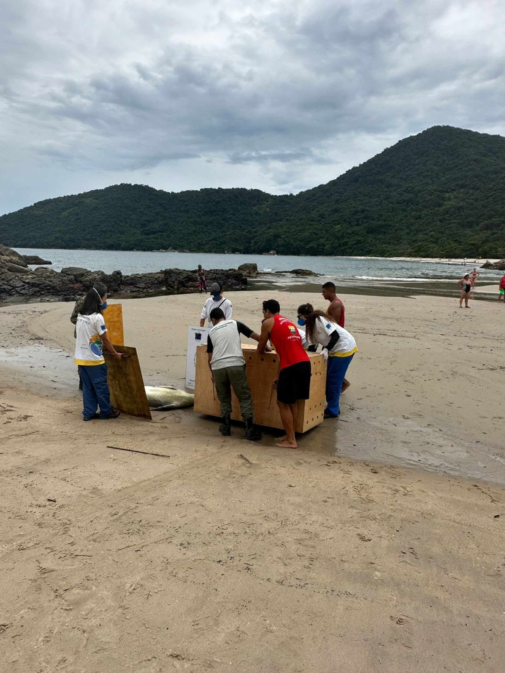 Equipes monitoraram o animal at&eacute; o resgate para o Centro de Reabilita&ccedil;&atilde;o. -  Divulga&ccedil;&atilde;o/ Petrobras/Econservation
