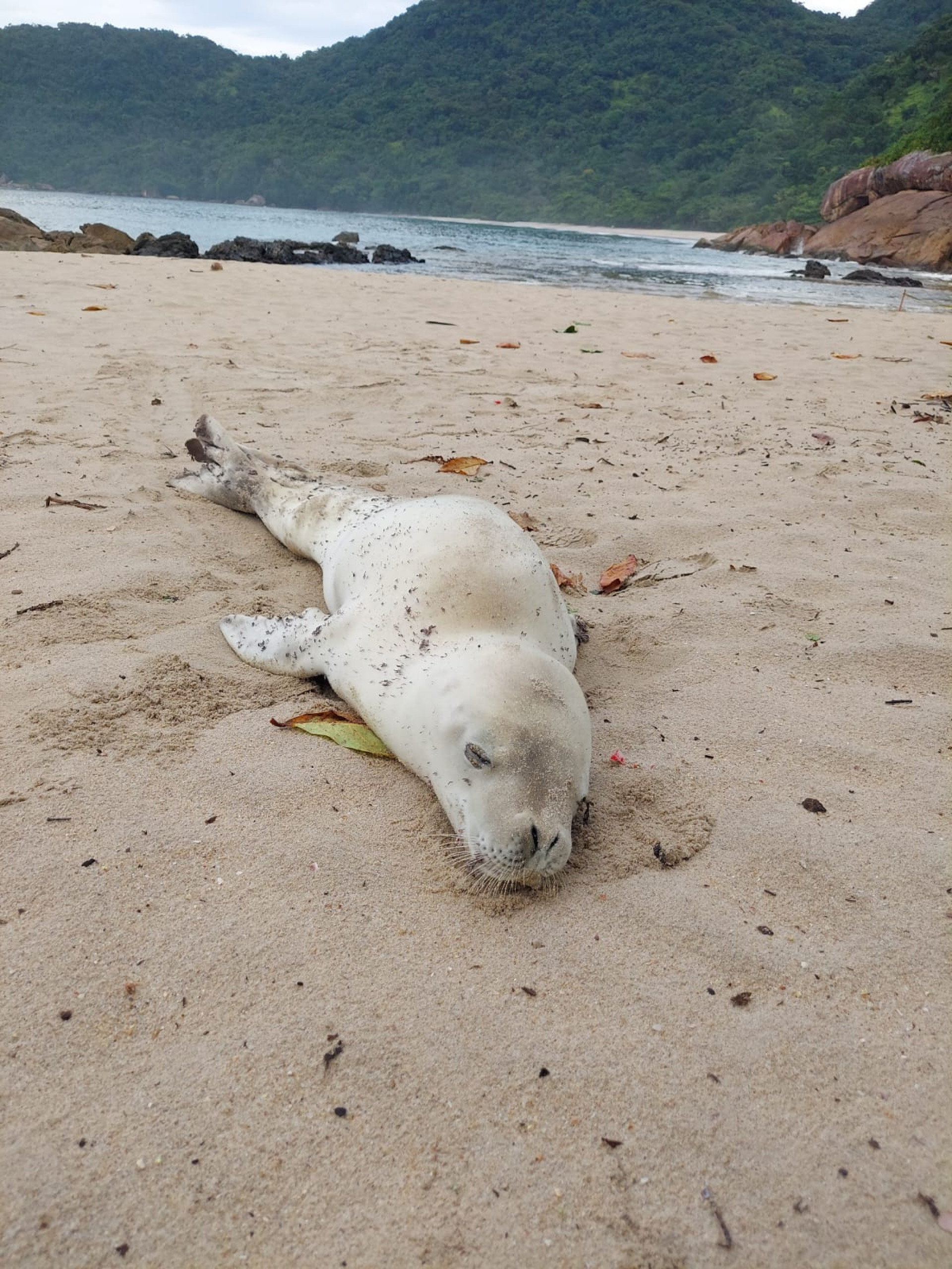 Foca- caranguejeira encalhada em Trindade, Paraty/RJ.