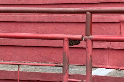 Enxame de abelhas atrasa entrada de torcedores em jogo do Náutico