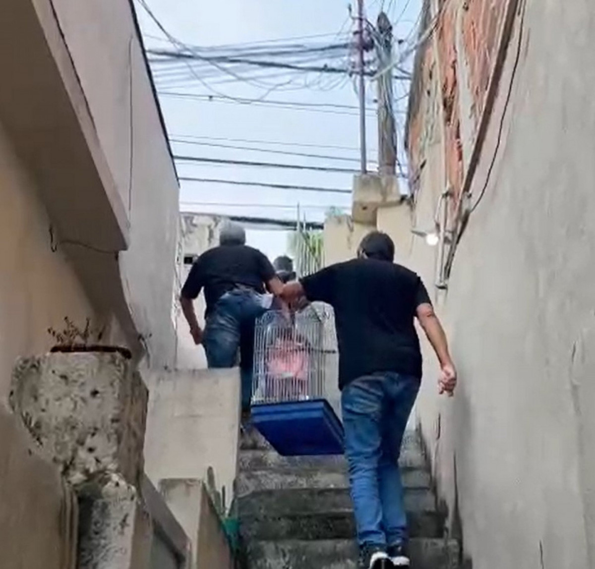 Calopsitas foram apreendidas e serão devolvidas à dona - Divulgação / PCERJ