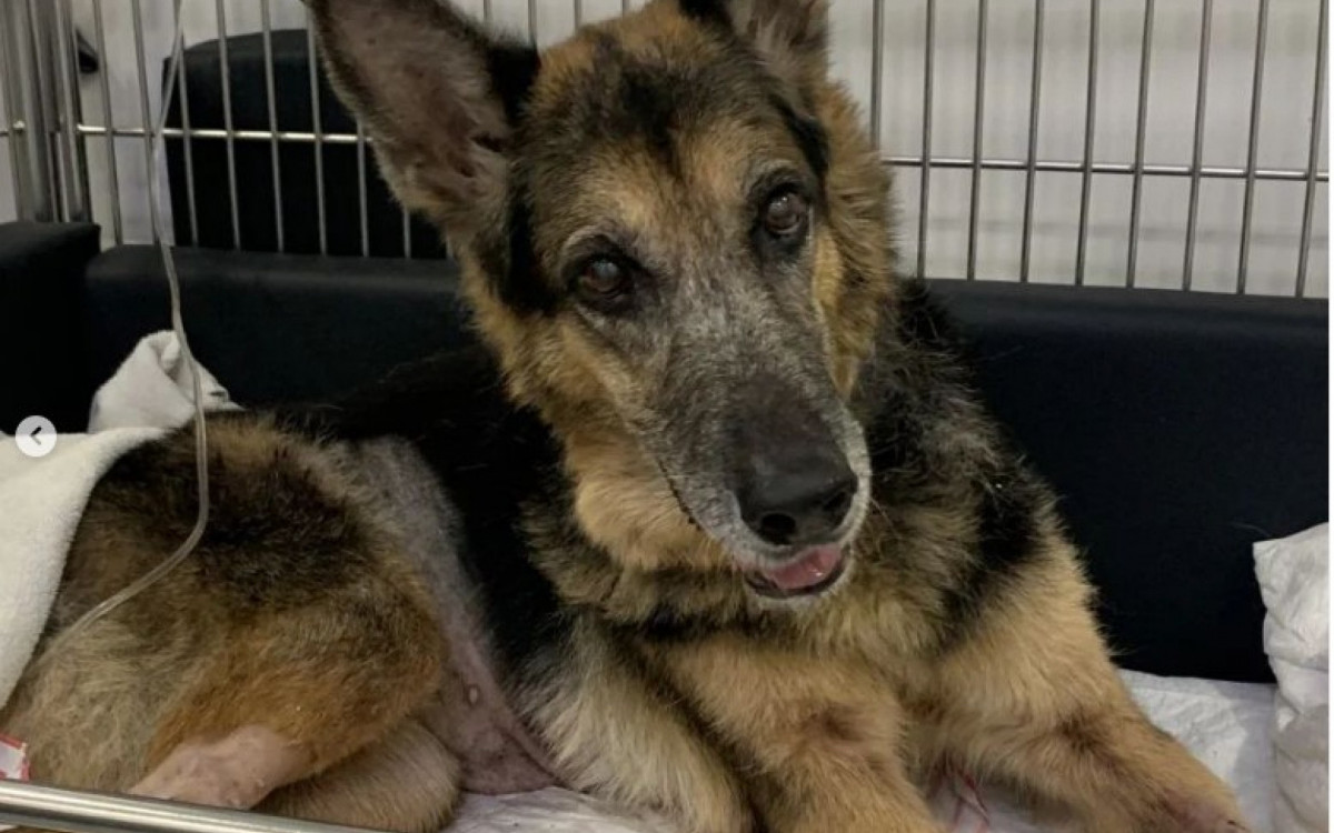 Cadela poder&aacute; ter sequelas causadas pelo ferimento do disparo