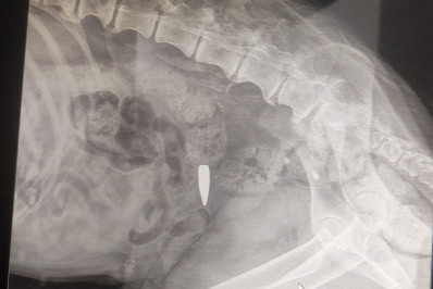 Cadela é baleada durante troca de tiros em Quintino