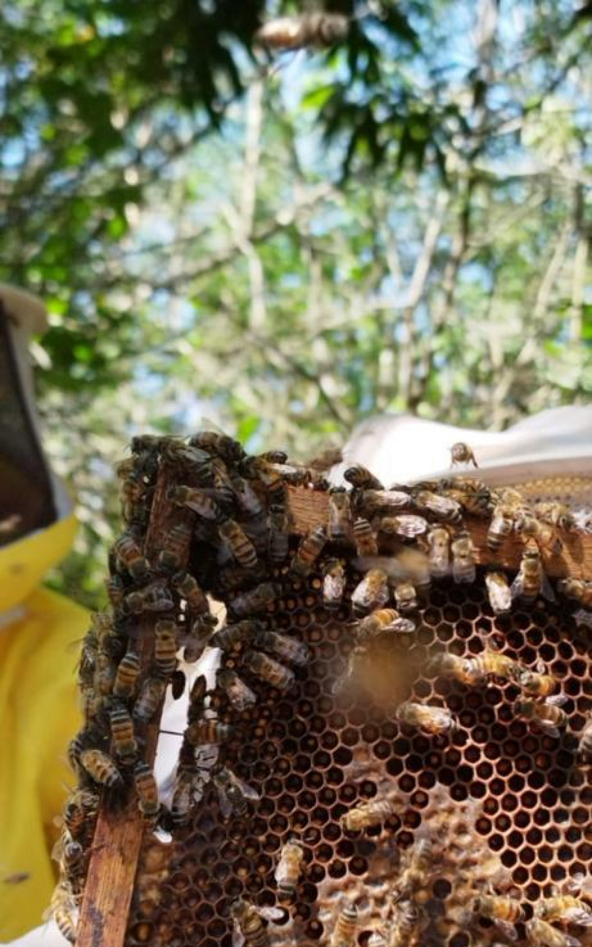 Prefeitura de Mag&eacute; finaliza curso de introdu&ccedil;&atilde;o &agrave; apicultura - Divulga&ccedil;&atilde;o/Prefeitura de Mag&eacute;